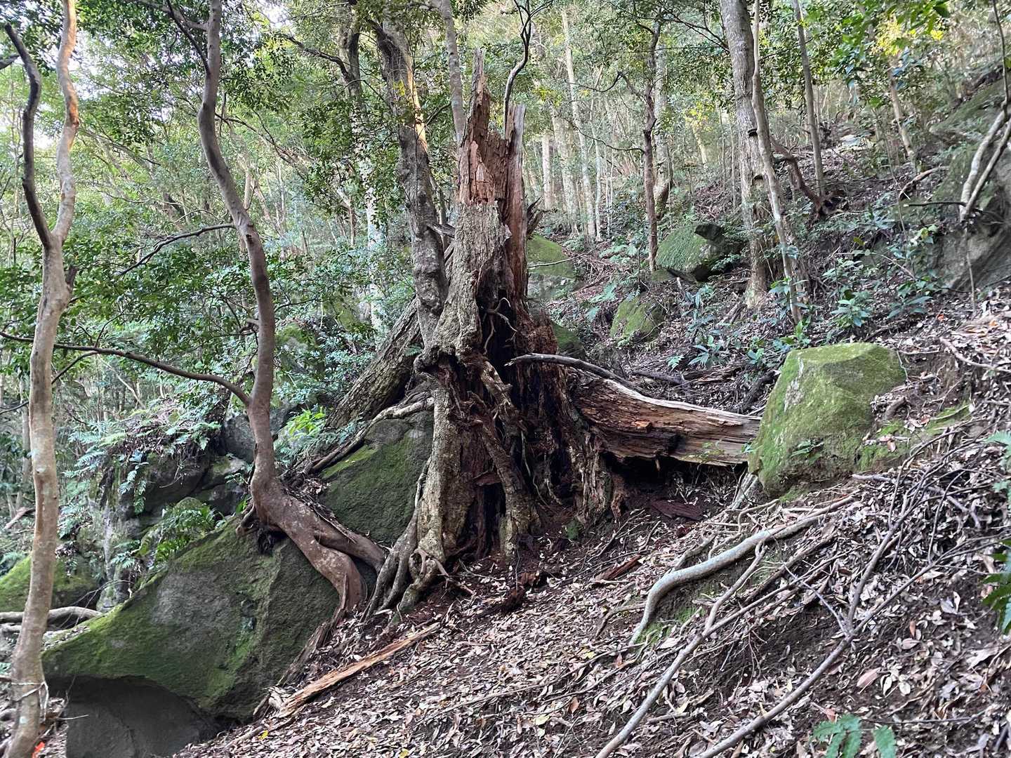 御船山 往復コースの写真