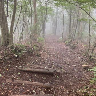 長者ヶ岳から田貫湖への下りは整備された楽な道