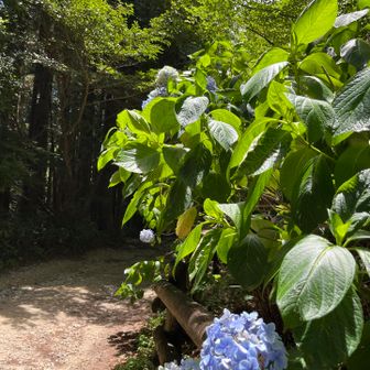 紫陽花