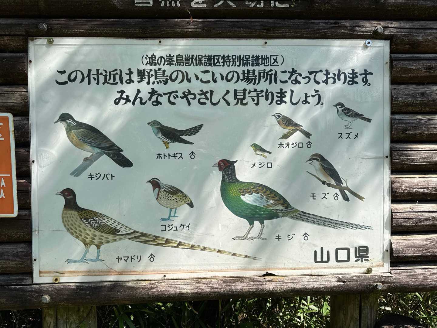 鳥🦆は、鳴いているけど，姿を見せてくれない
