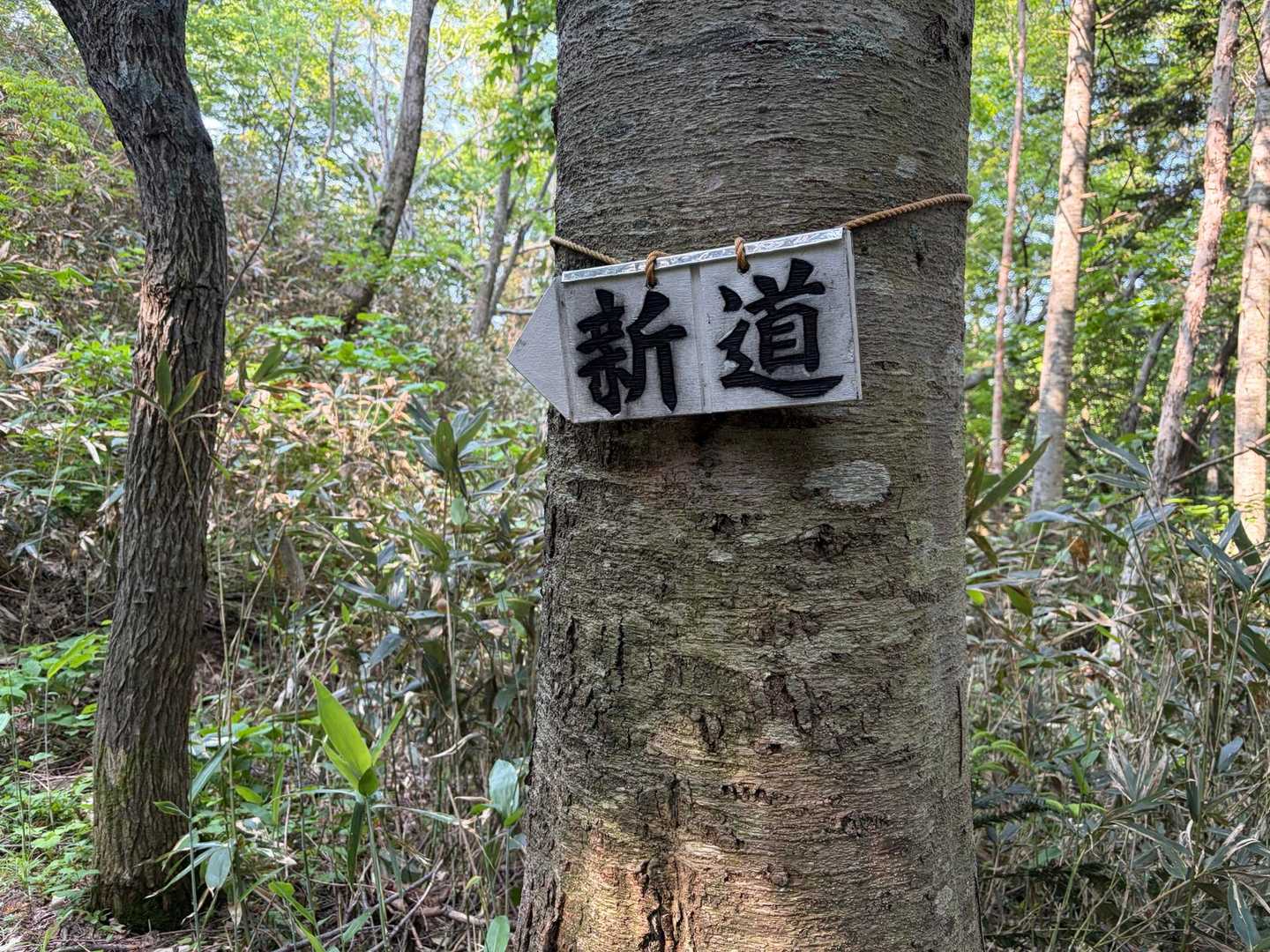 旧道はアスレチックだとか？