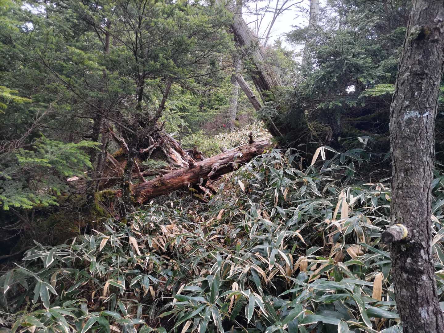 倒木も至る所に有り
