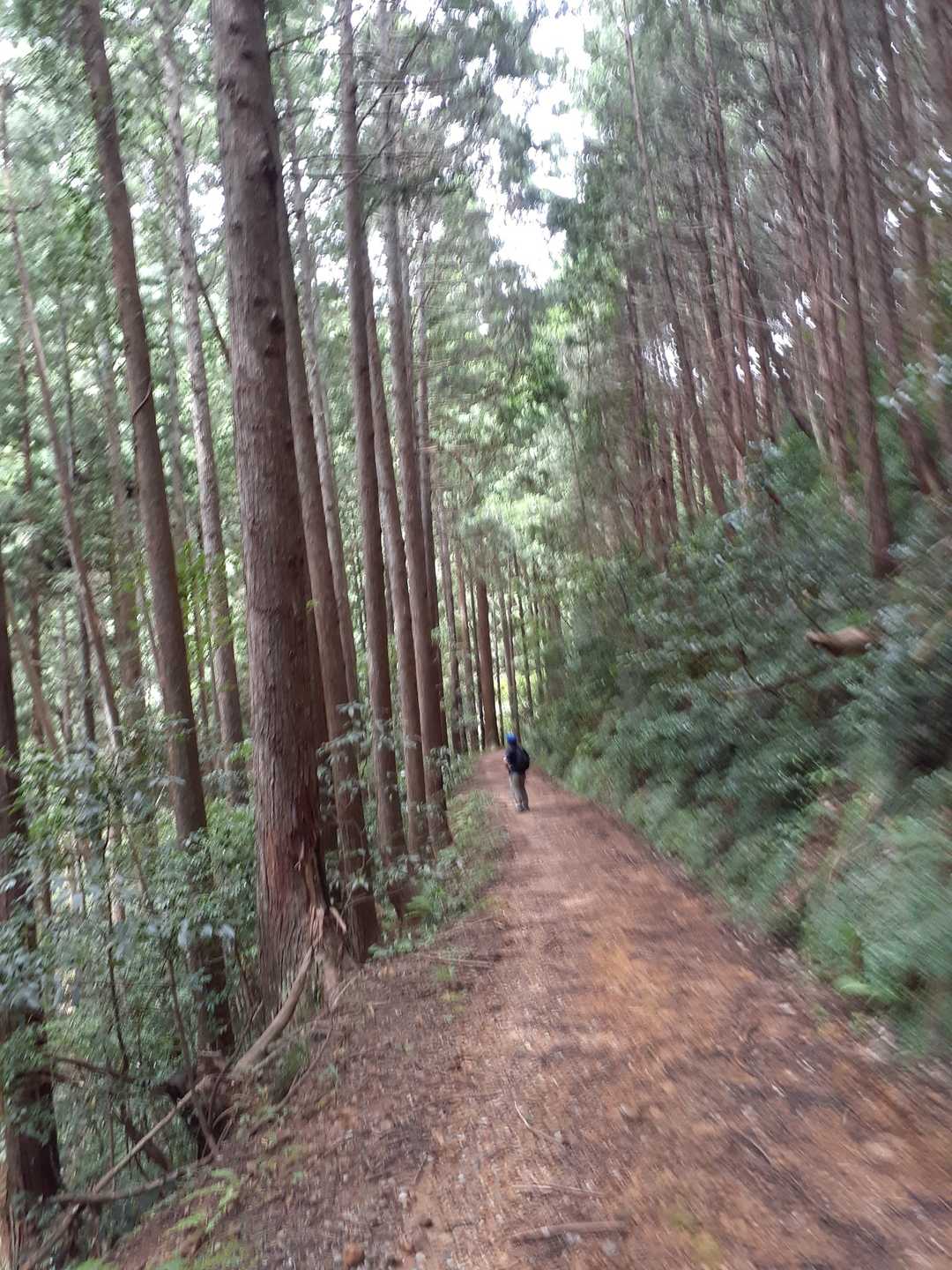 林道歩きです。杉林が綺麗です。