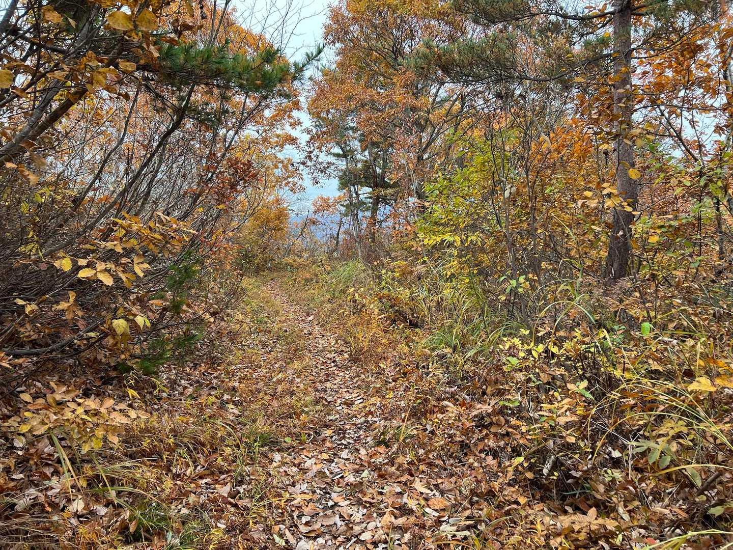 愛宕山-笹野山 往復コースの写真