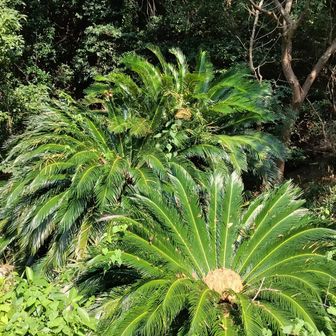 星越峠
下りる尾根を間違えたけど…
ここからだと登る気失せそうな鬱蒼感
ちょっと入ると開けてるのに…