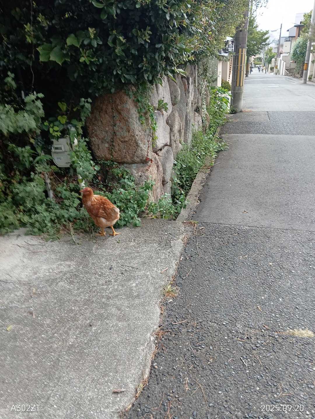 岡本駅-金鳥山-七兵衛山-八幡谷登山口 周回コースの写真