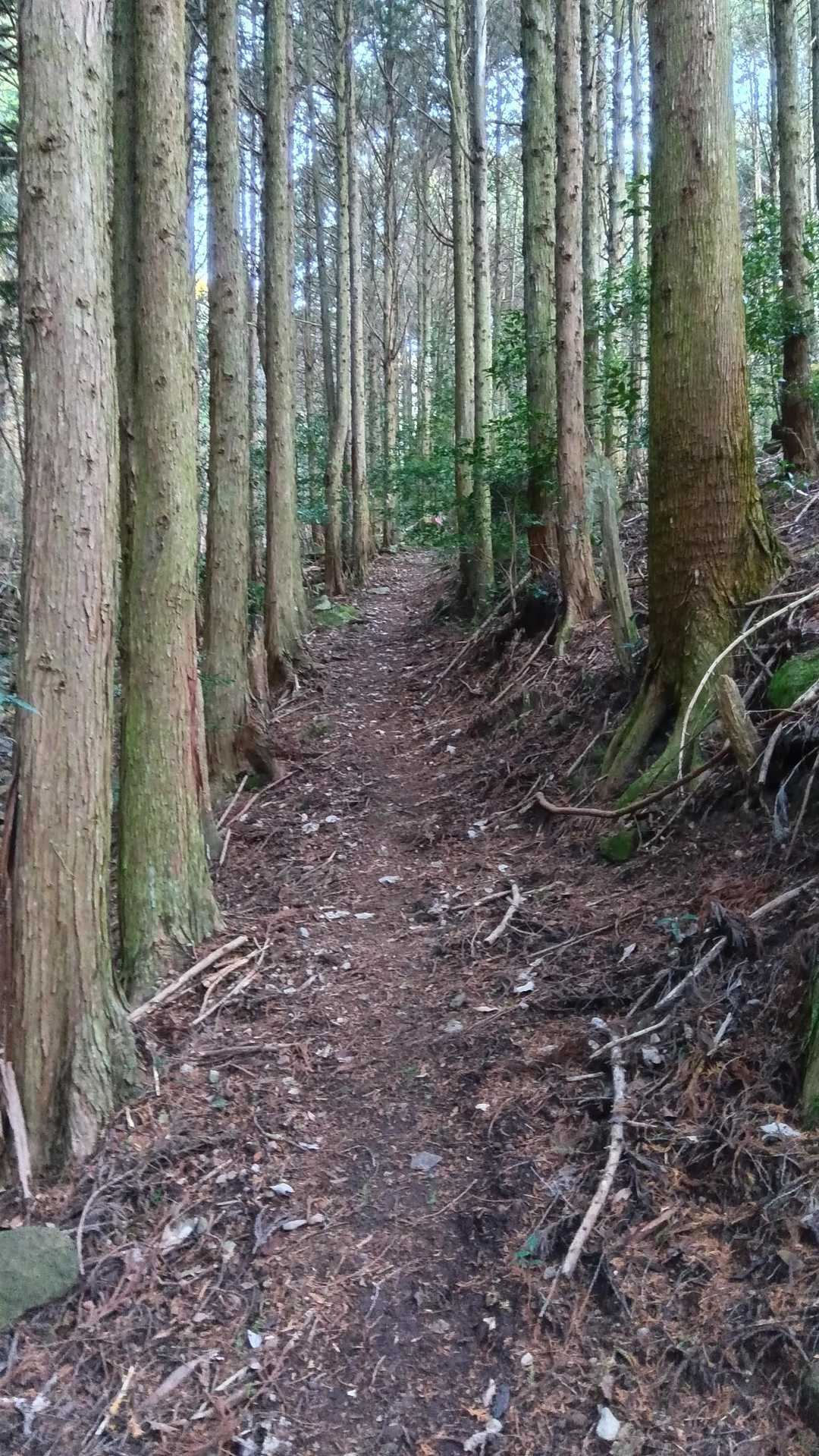 杉林の中を妙見山へ
