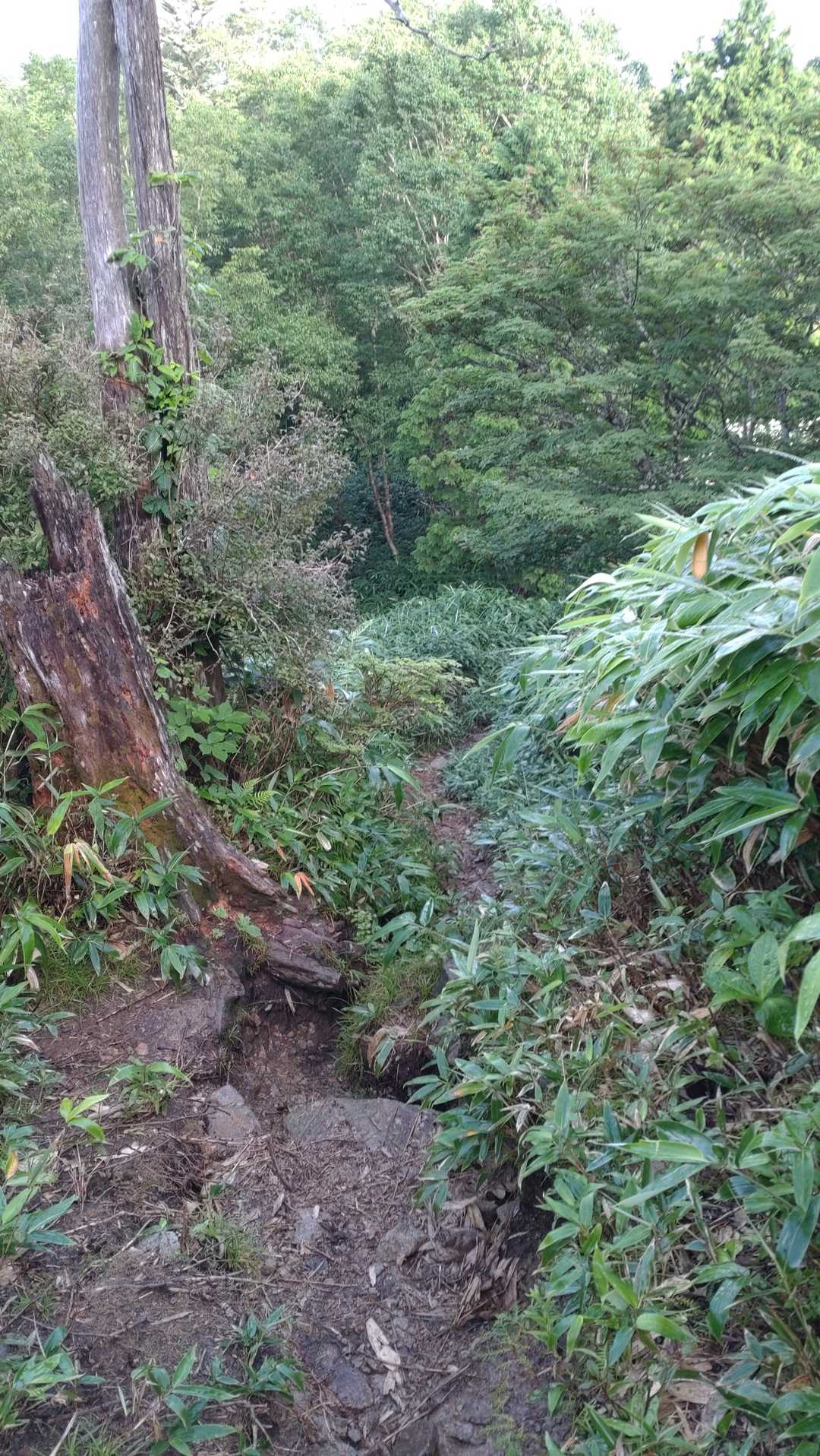 鳥越峠むけて下ります
なんせ「♪鞍部、のっこし、コル、峠」ですからね
山と山の間の低部ですから