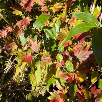 色づいている紅葉