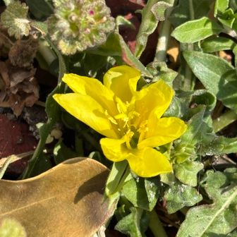 マツヨイグサっぽい