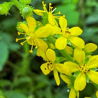 キンミズヒキ
写真で見ると、おしべがくるくるっと巻き込んでいる花とパーンと伸びているものがありました