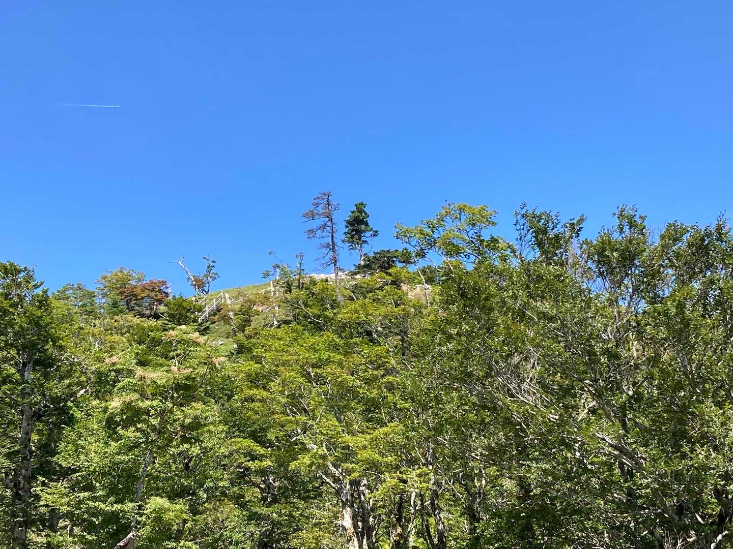 大台ヶ原バス停-大台ヶ原山-尾鷲辻-大蛇グラ 周回コースの写真