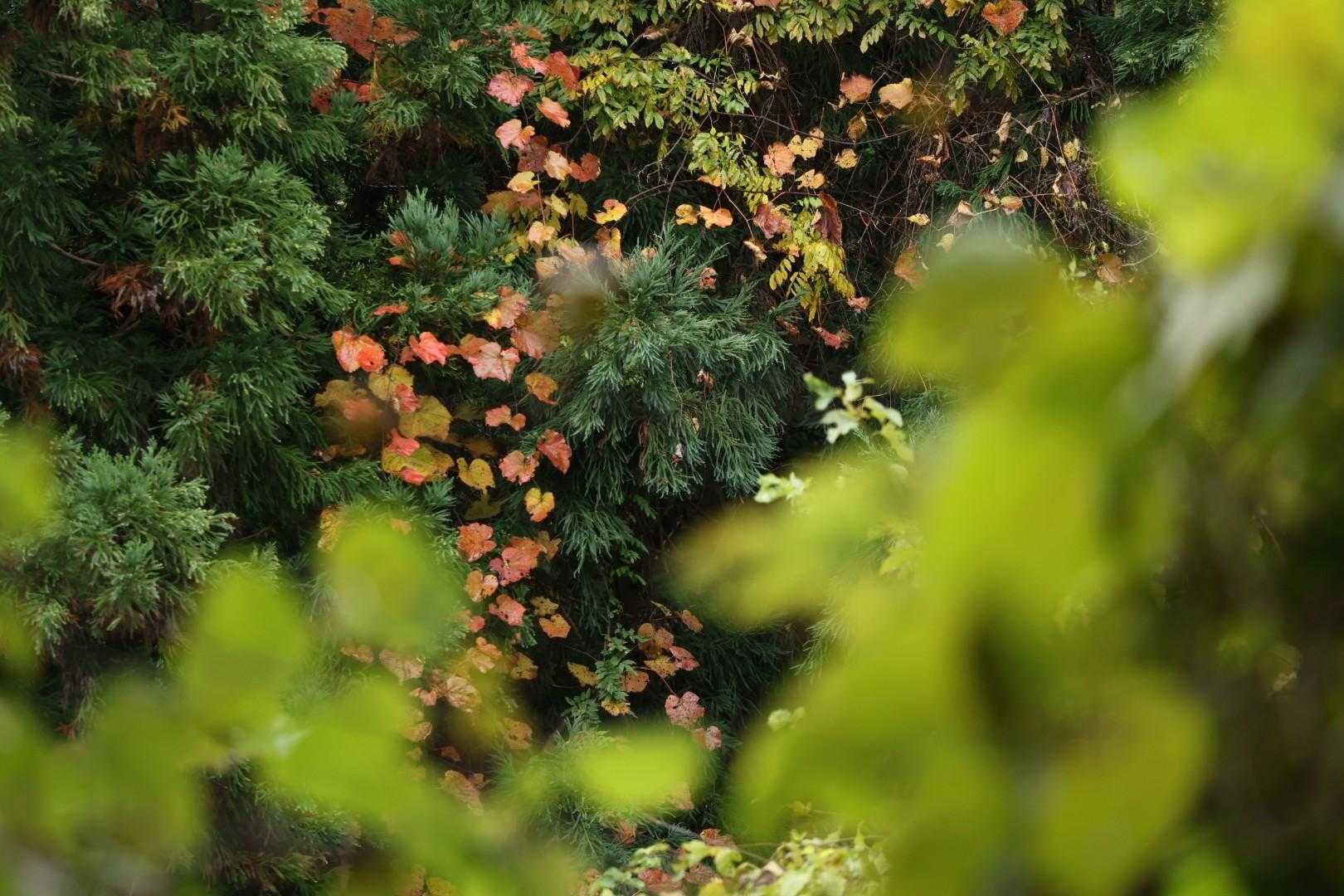 一盃山 往復コースの写真