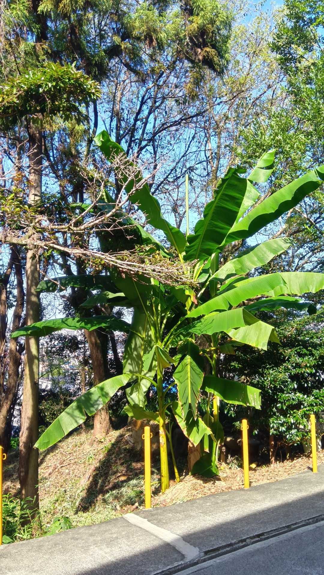 何故か、バナナ🍌が😁