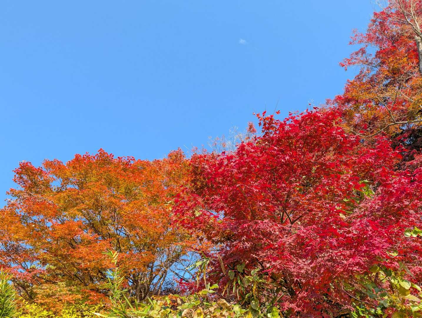 高尾山-城山(小仏城山) 縦走コースの写真