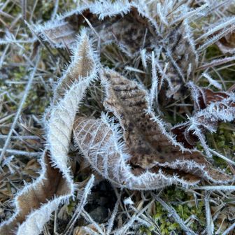 ファーをまとった落ち葉🍂