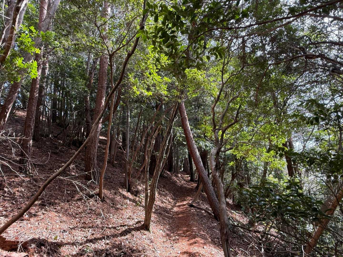 しばらくは樹林帯の快適な登山道を進みます