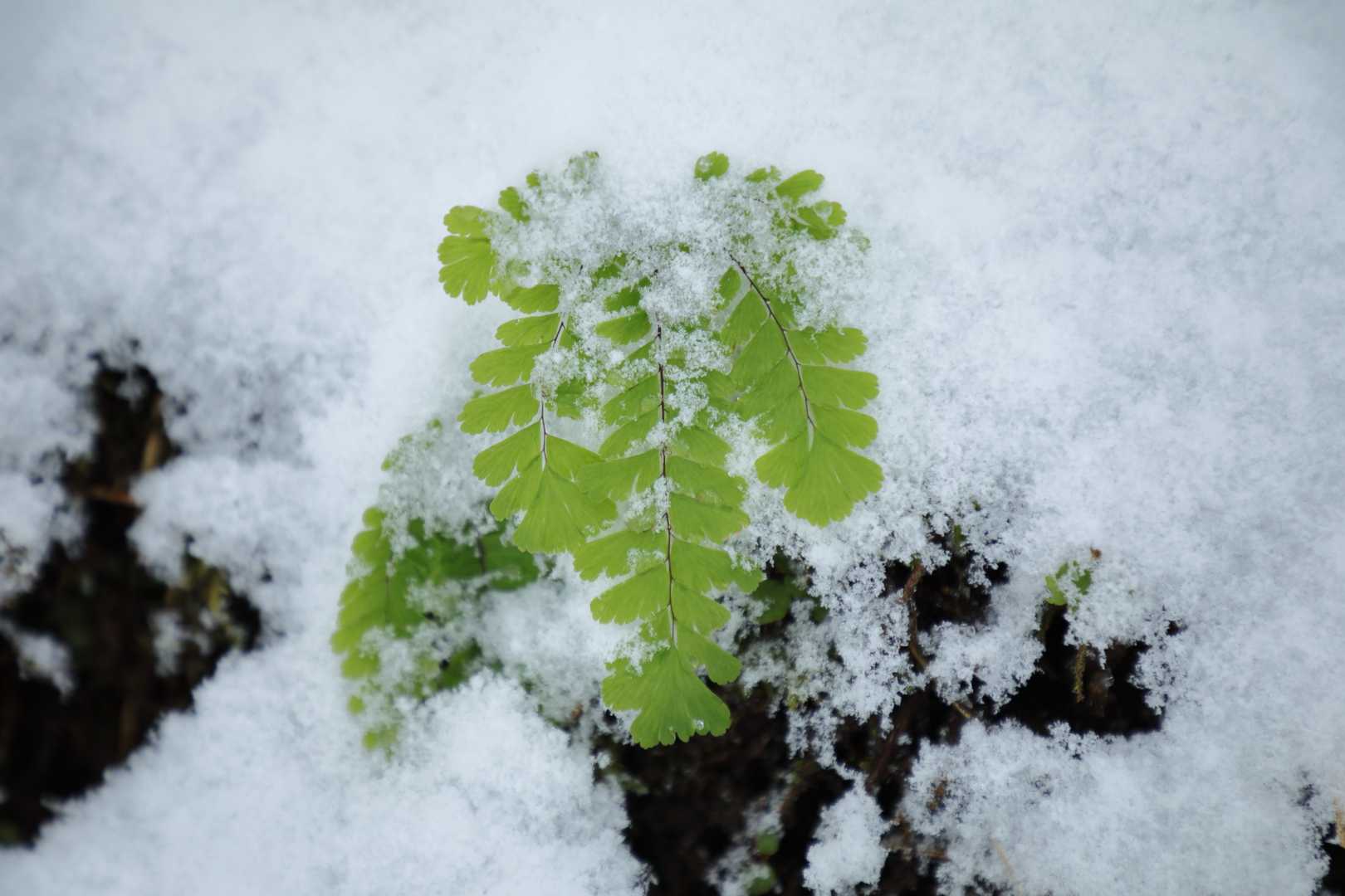 雪に埋もれも頑張る。