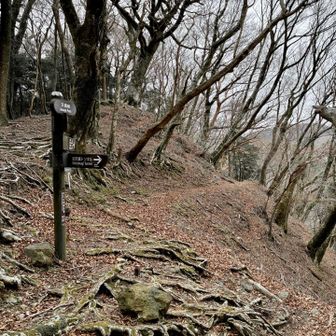 天城峠
雪がチラつく曇天