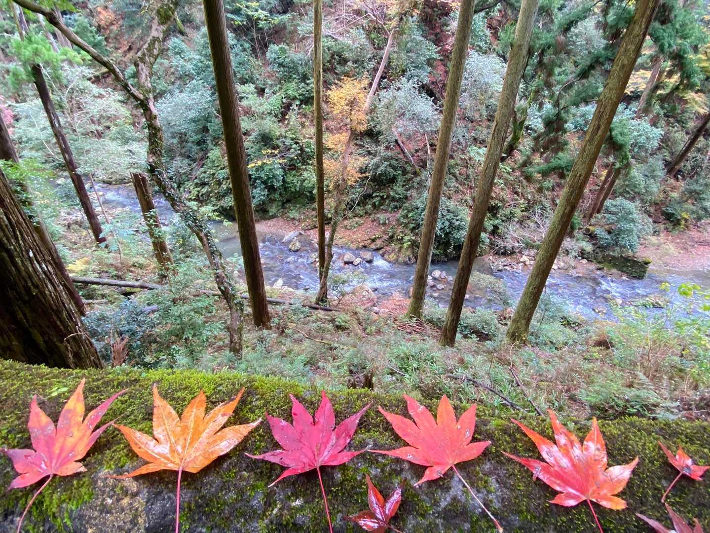 もみじ