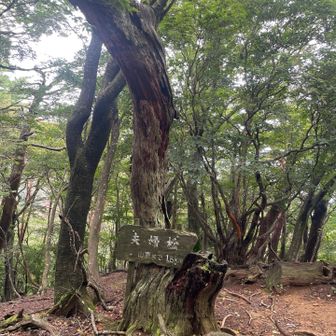 夫婦杉
かなりの御老体…