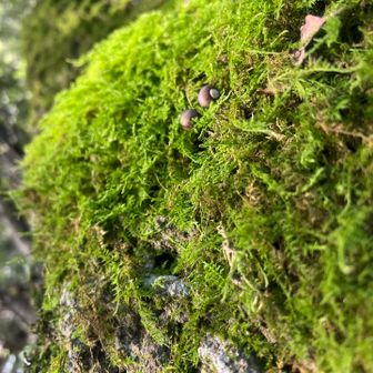 苔もいい感じ。