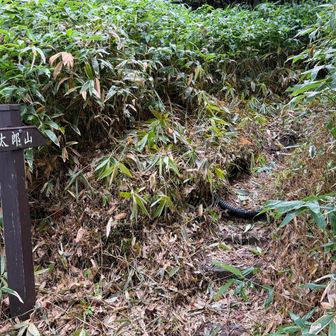 鬼の笹藪超えて
