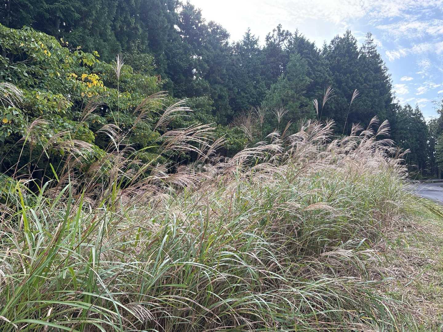 すぐに秋がお出迎え