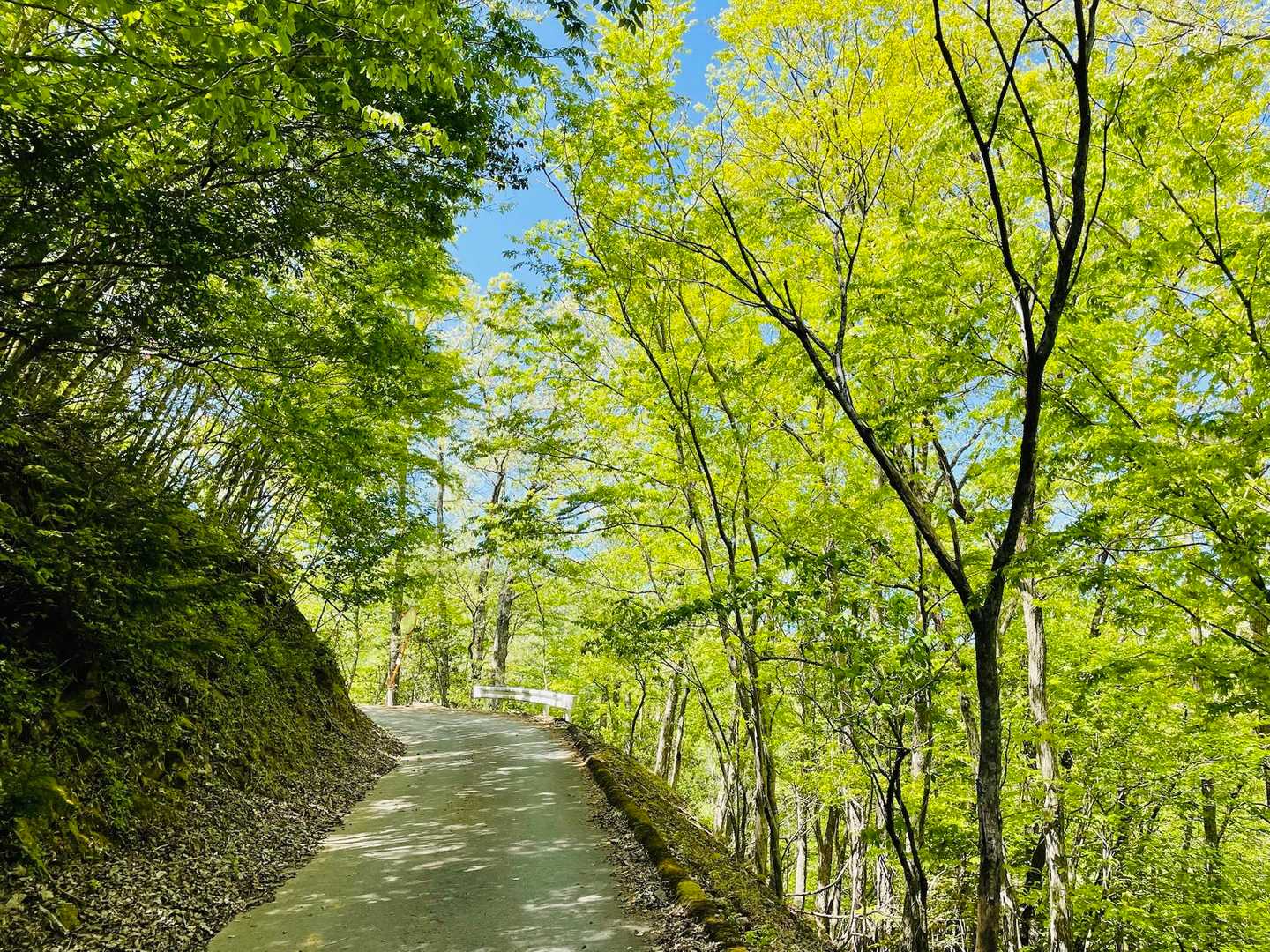 退屈な林道歩きのハズが新緑美しく気分上々🍀
