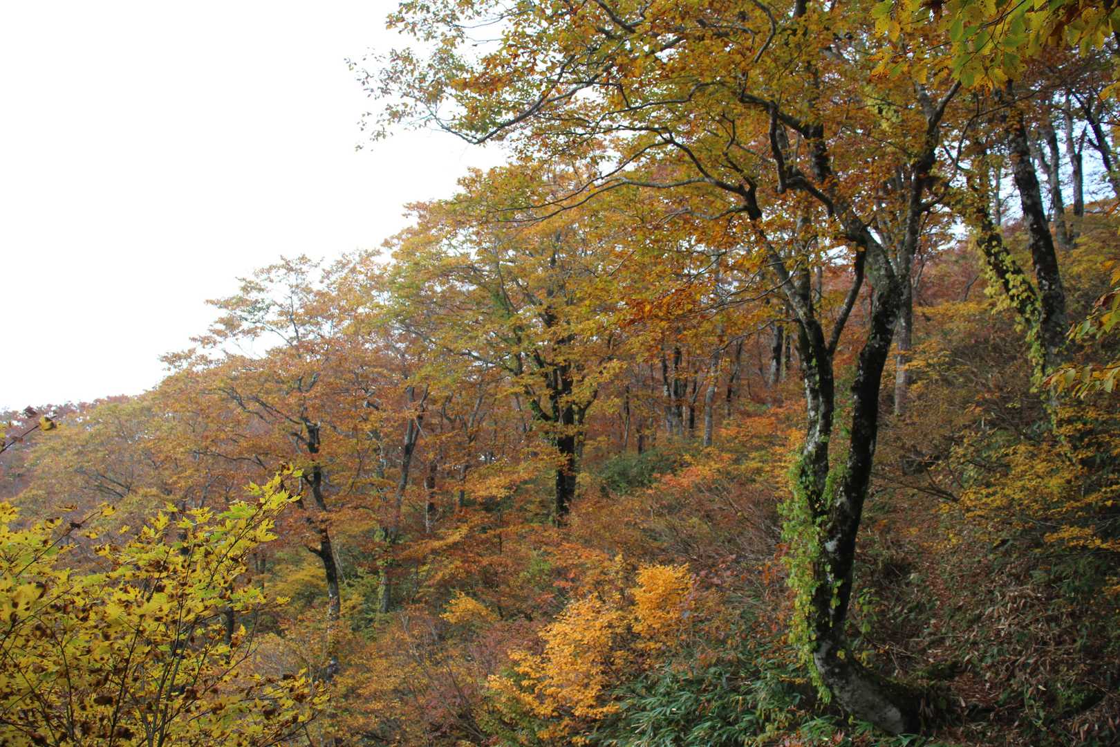 さらに紅葉が鮮やかになる🍂