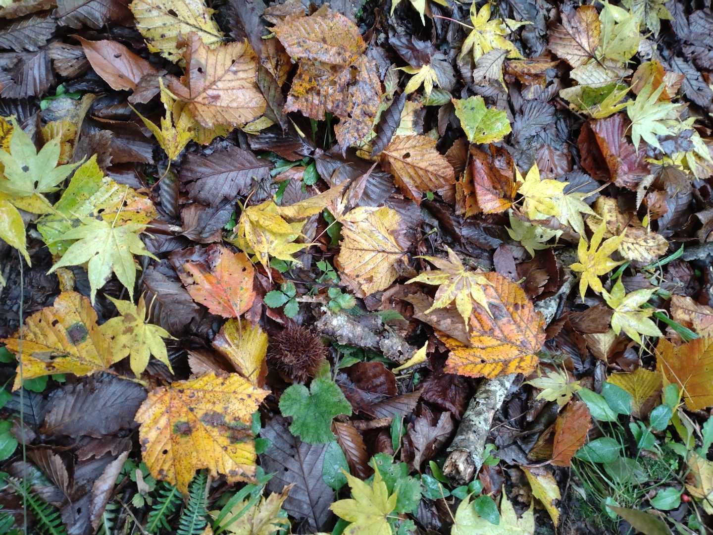 落ち葉が綺麗🍂