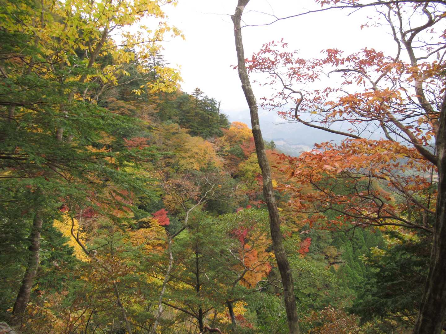 途中の道々からも紅葉を楽しめます