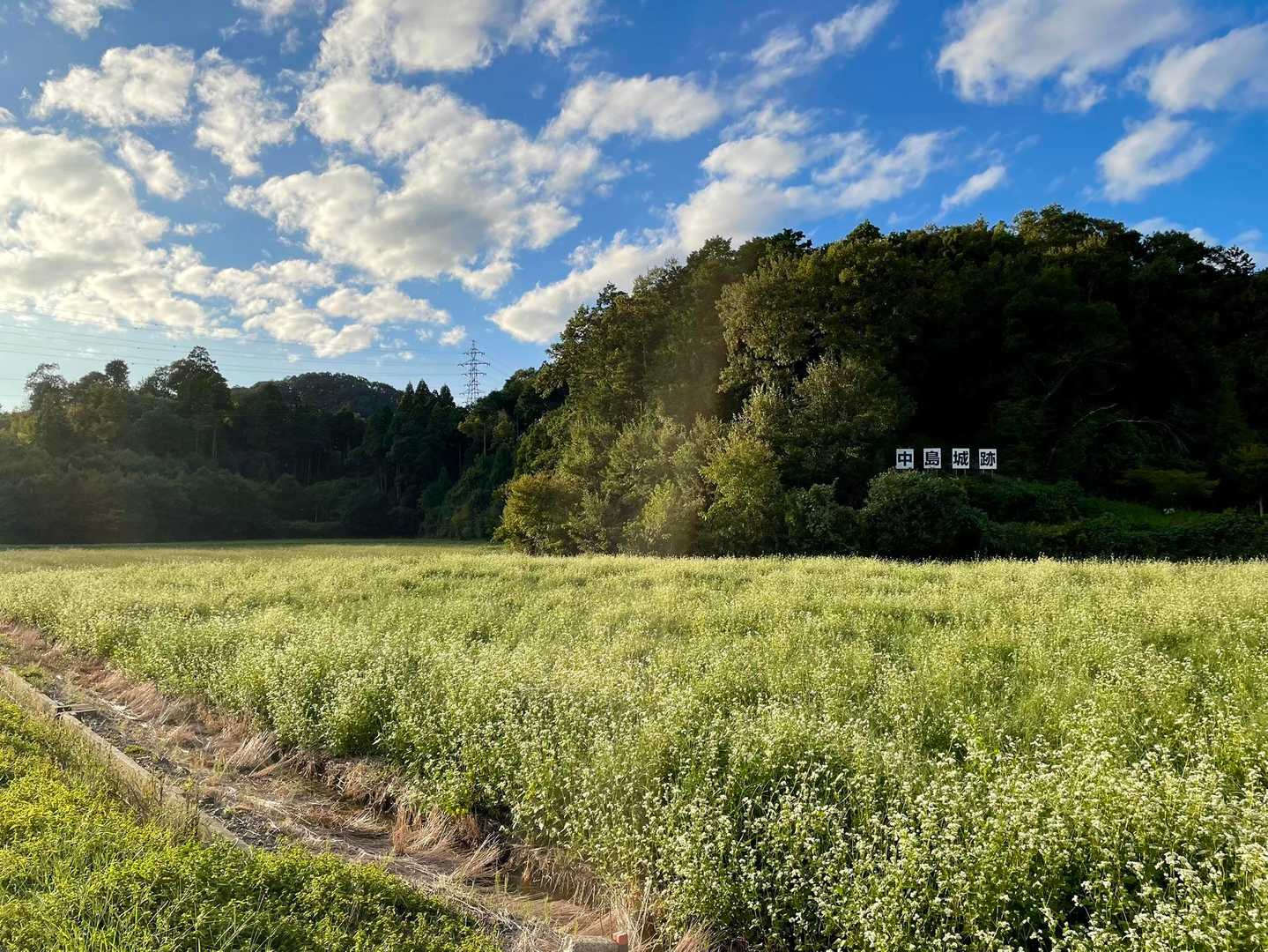 さっき登った城跡の⛰️