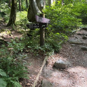 ユートピア避難小屋から三鈷峰方面もお花畑が綺麗らしい🌸