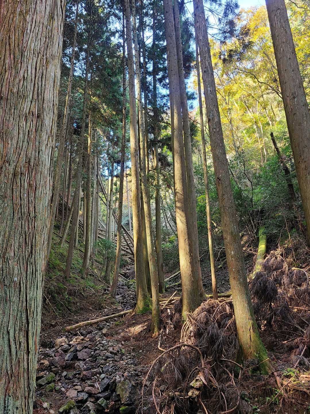 釈迦岳-ポンポン山 周回コースの写真