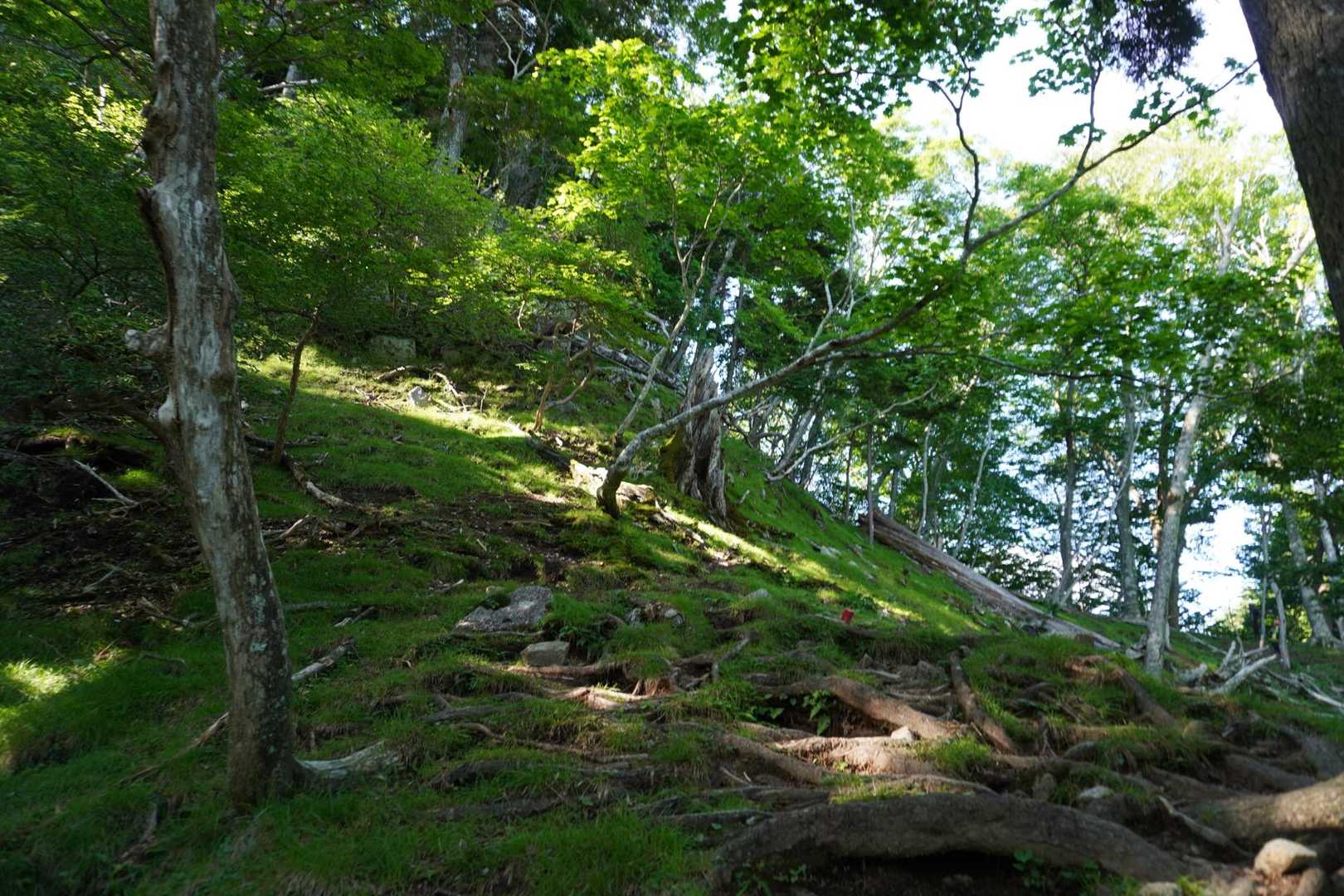 今日から暑くなる予報だけど
時折日が差す程度で涼しくて快適