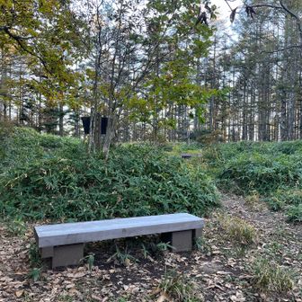 しかしすぐに登山道は静けさを取り戻し、ひたすらの下降。
実は今日、靴のインソールを忘れるという失態をしてしまい、登りは良かったのですが、下りの途中から両足の親指が痛くなり、失速…😵
ようやく下りてきた羽衣池のベンチで応急処置しました。