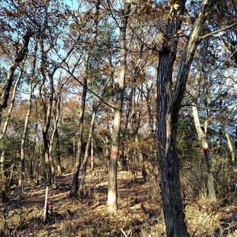 木に赤いペイントがたくさんあるけれど、気にせず上へ向かいます😆