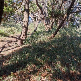 しょうがないので、その説明板から２号古墳を撮る。