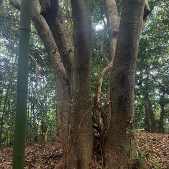 ここ山頂にしときます⛰️