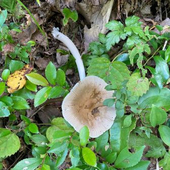 以下、下山中に出会った🍄達