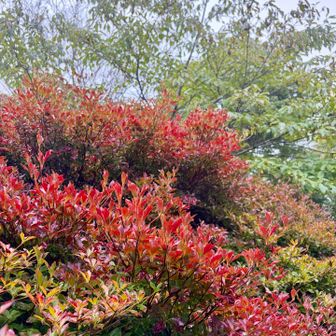 鮮やかにドウダンツツジが色づいていたよ🍁
