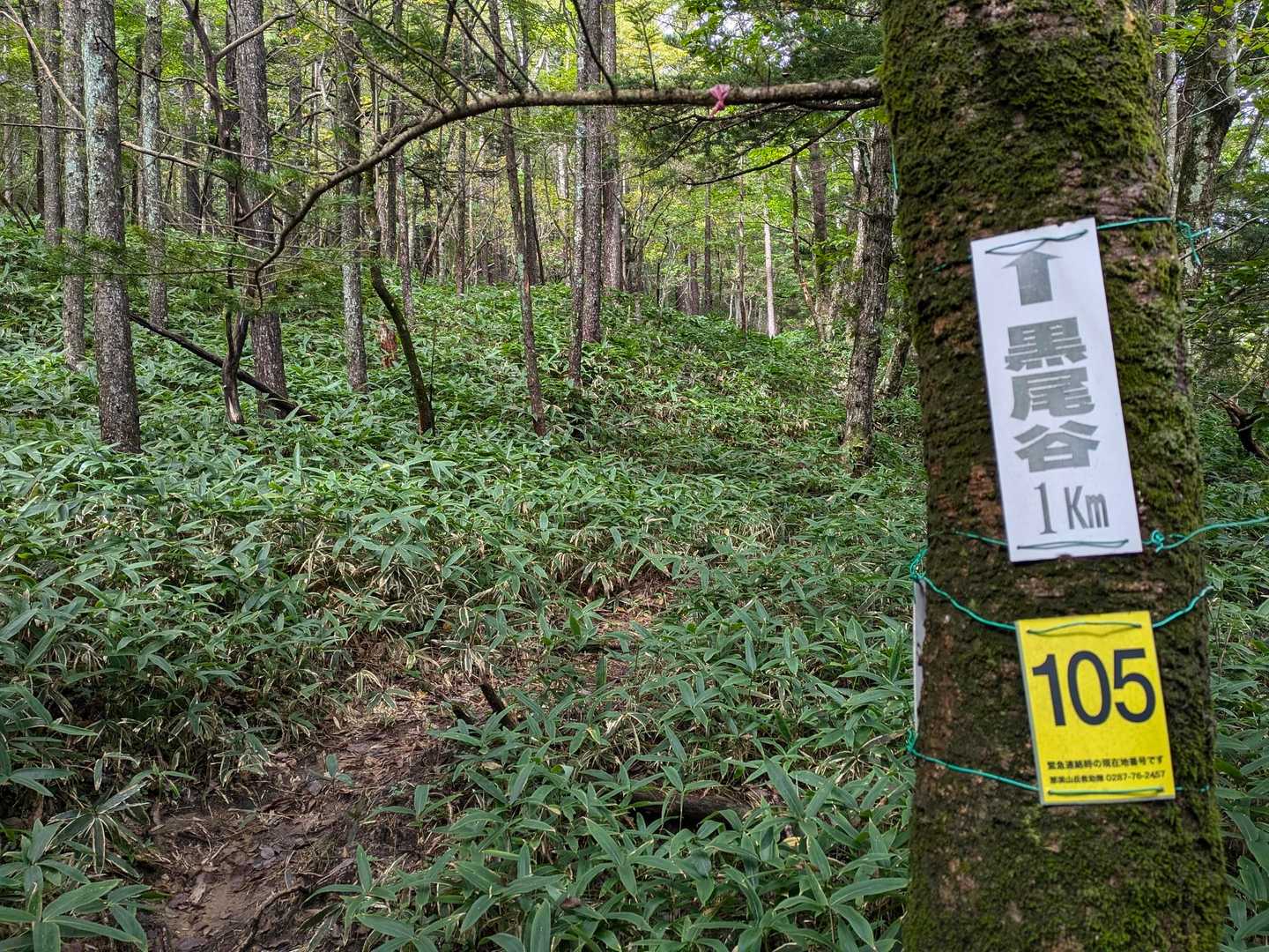 登山道は意外にもしっかり！
