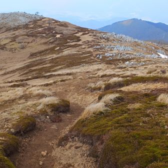 苔が増えて来た。