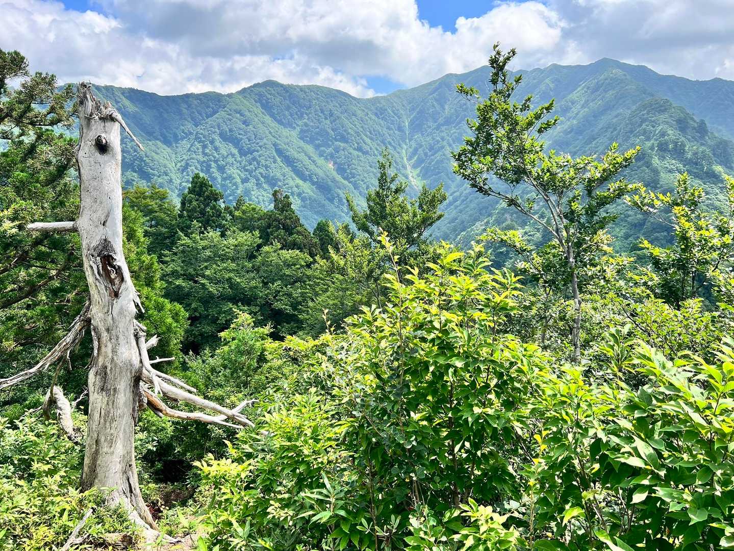 この先、下り、その先は炎天下の痩せ尾根が蒜場山山頂まで続きます