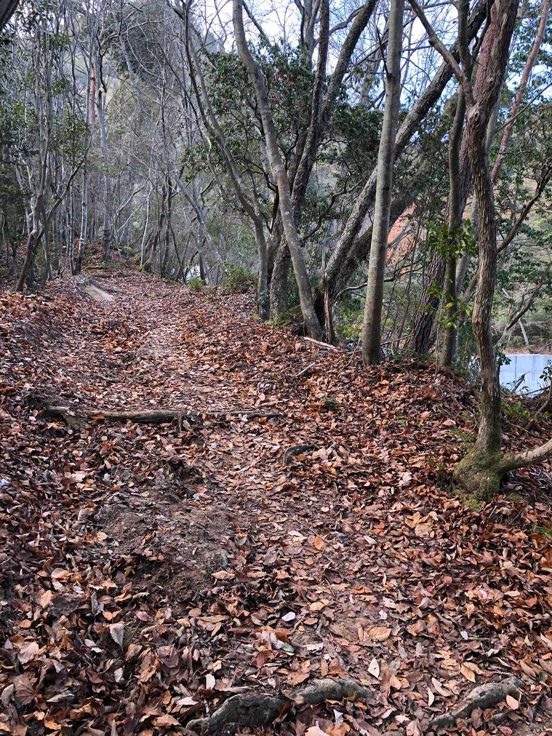 白鳥山 往復コースの写真
