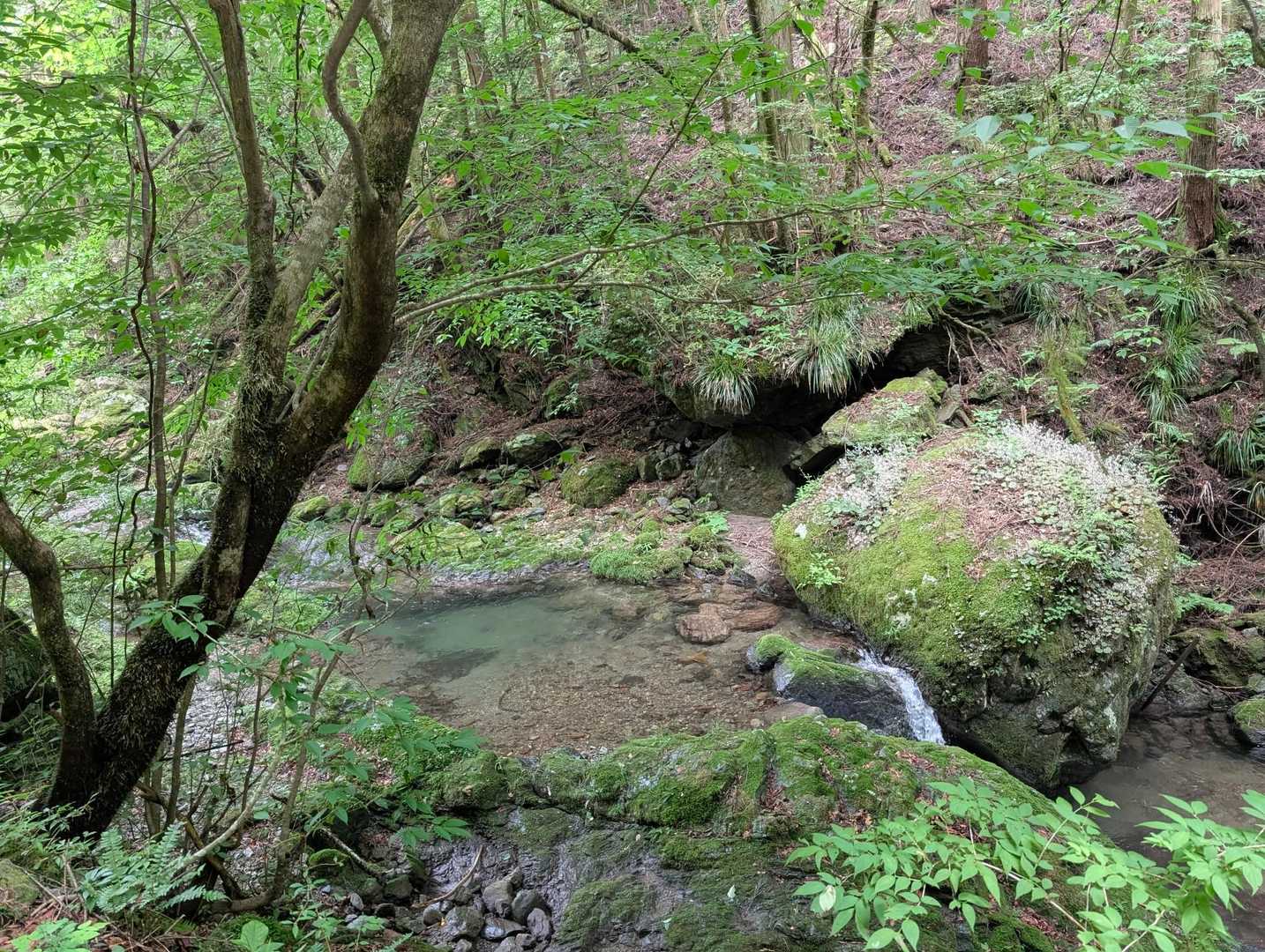 この視界に優しい緑と、澄んだ水に癒されます...。🥹✨