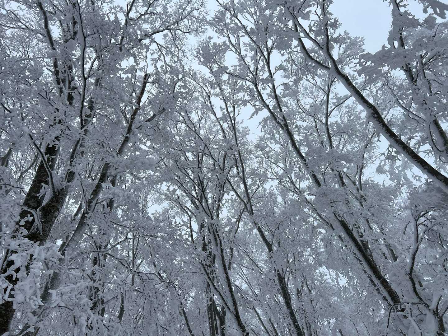 今畑登山口-笹峠-霊仙山最高点 往復コースの写真