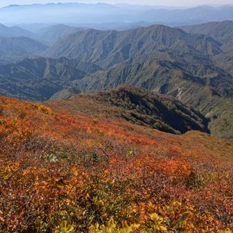 まさに「神の絨毯」ならぬ「祝瓶の絨毯」👍️