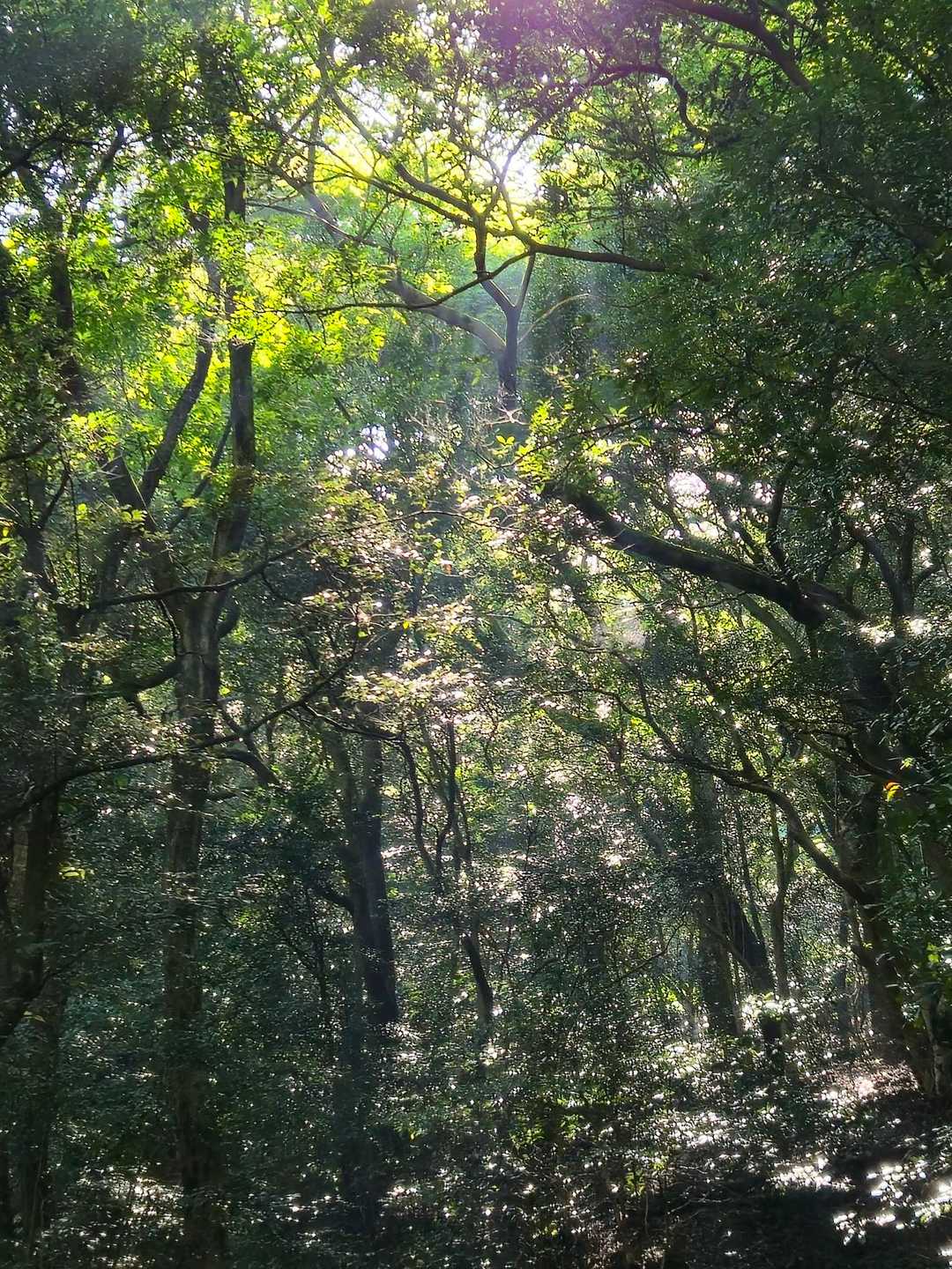 ✨✨✨✨